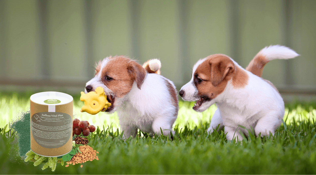 Vitamīni kucēniem "Aufbau Vital Plus" Vitamīni kucēniem "Aufbau Vital Plus"